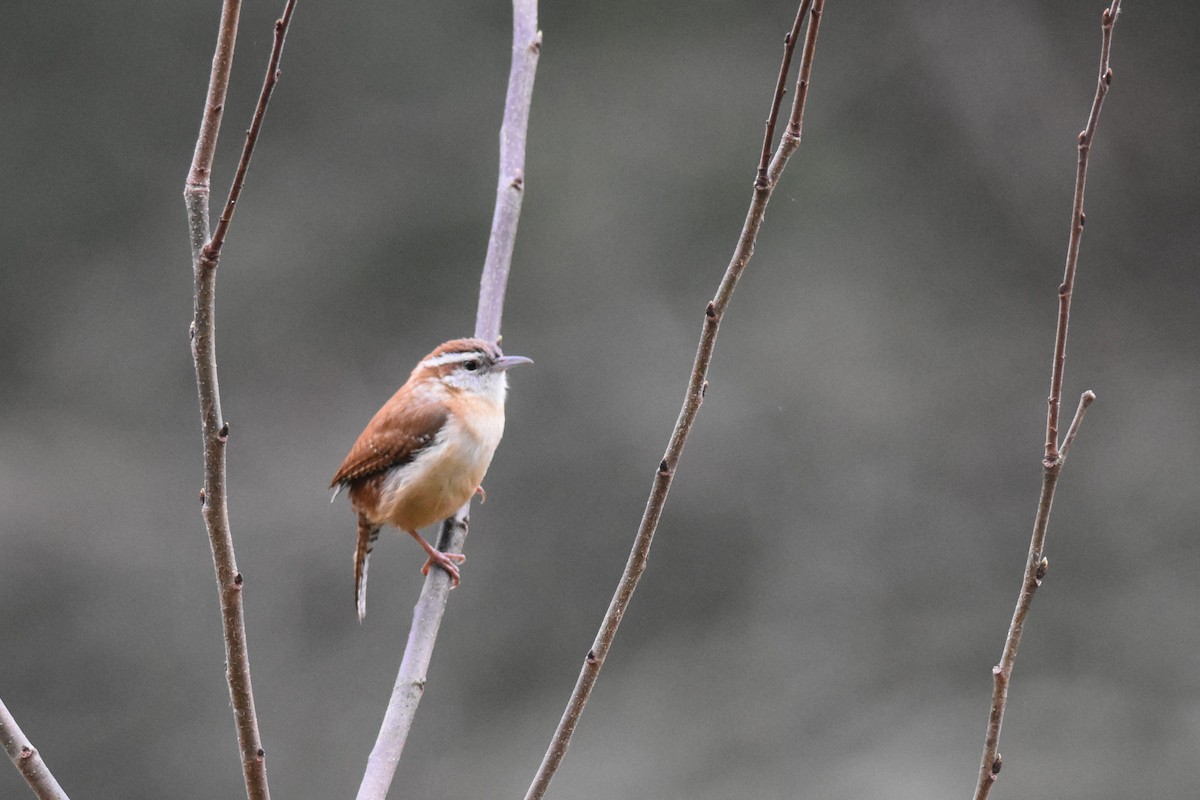 Carolina Wren - Kazumi Ohira