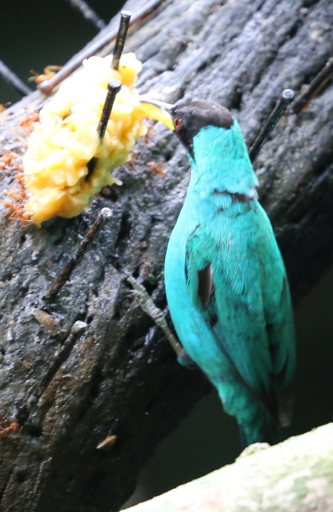 Green Honeycreeper - Susan Hunter