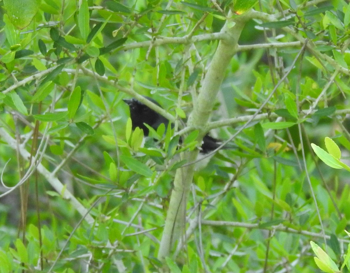 Black-throated Blue Warbler - ML618131709