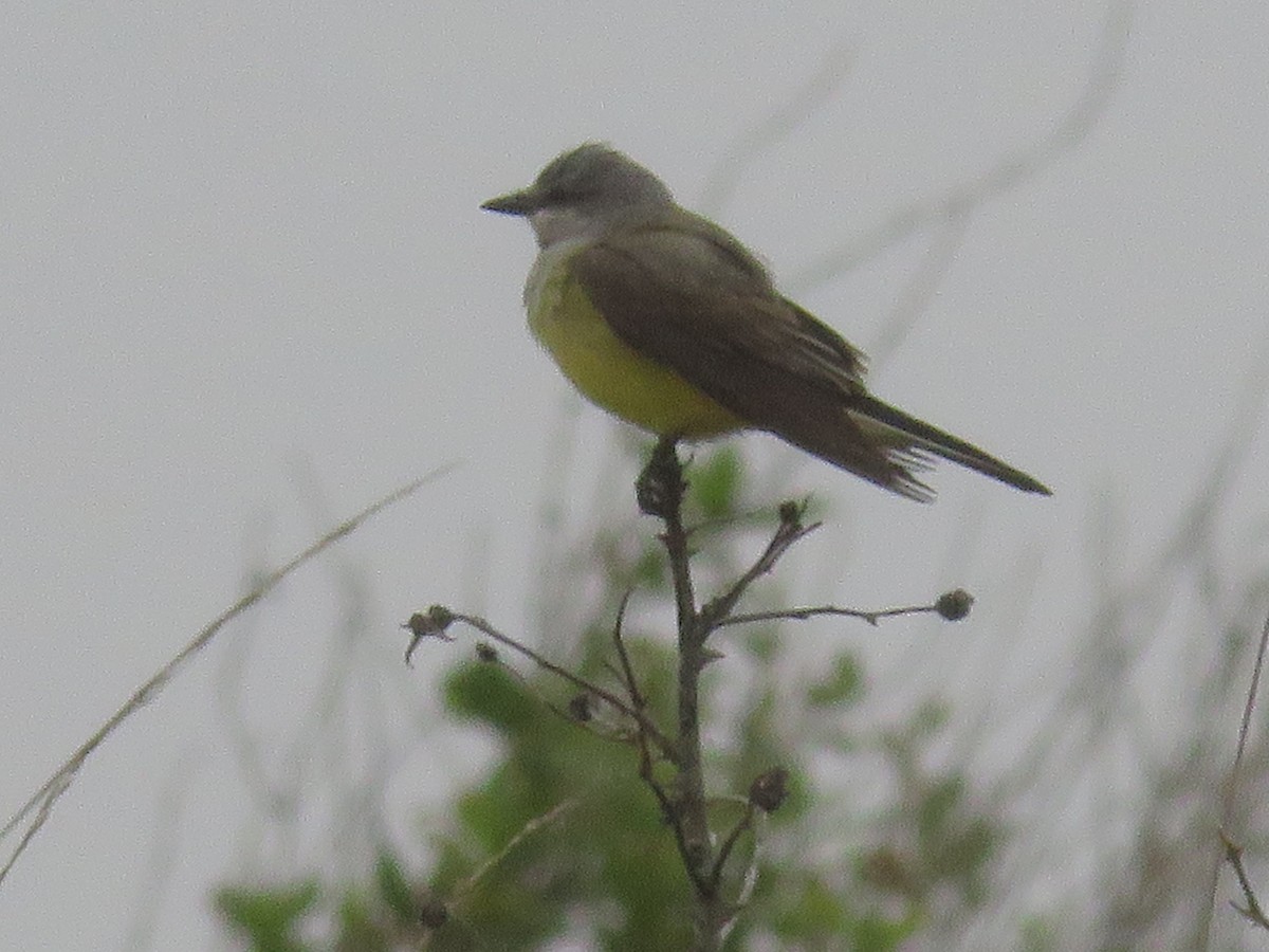 Western Kingbird - ML618131723