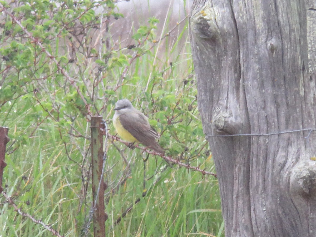 Western Kingbird - ML618131725