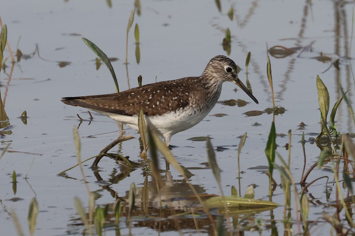 Solitary Sandpiper - Peter Veighey