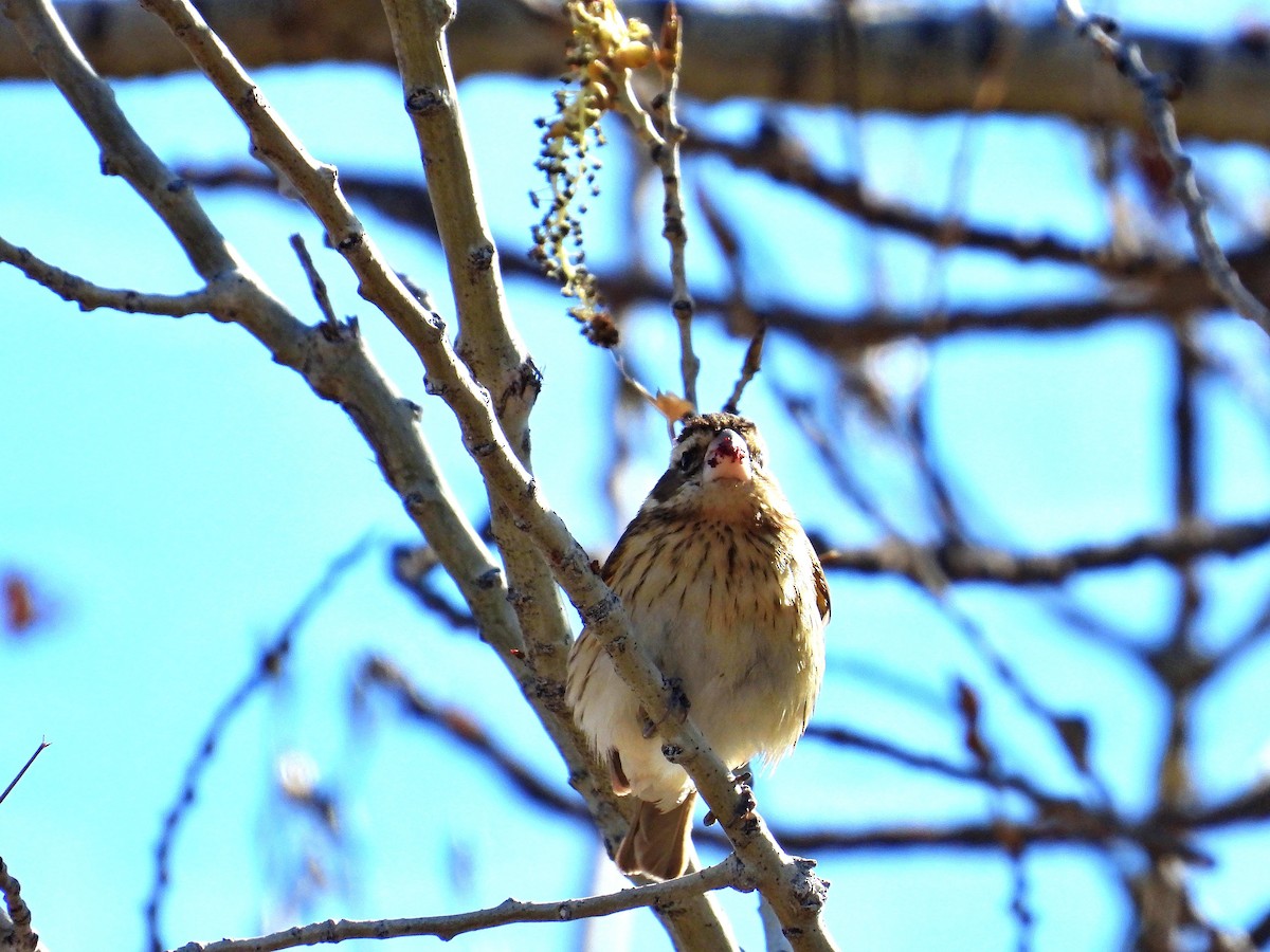 Black-headed Grosbeak - Charles Hundertmark