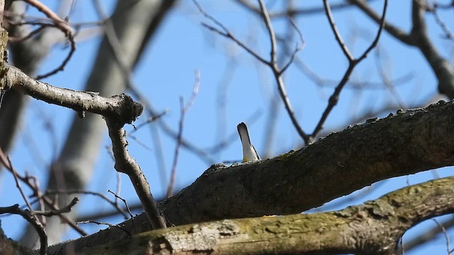 Prothonotary Warbler - ML618131751