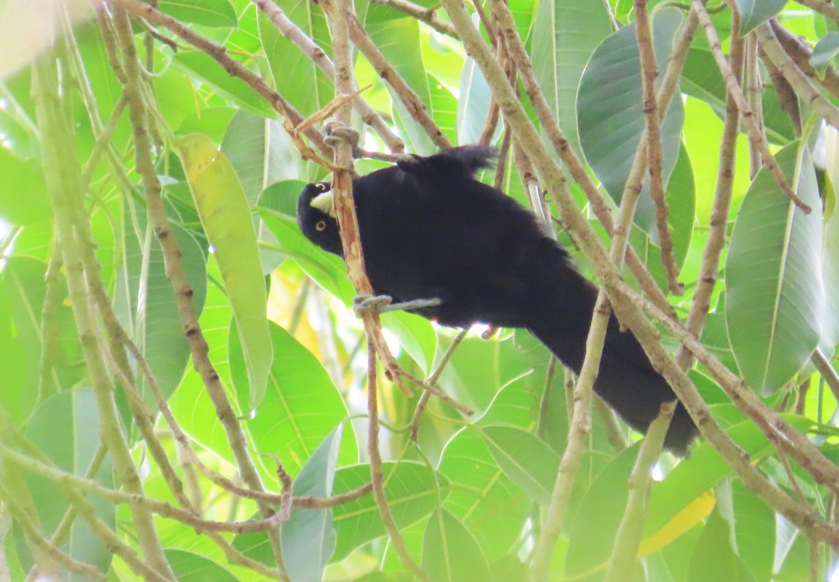 Yellow-billed Cacique - Oliver  Komar