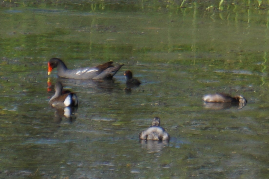 Common Gallinule - Pablo Perez - Perez