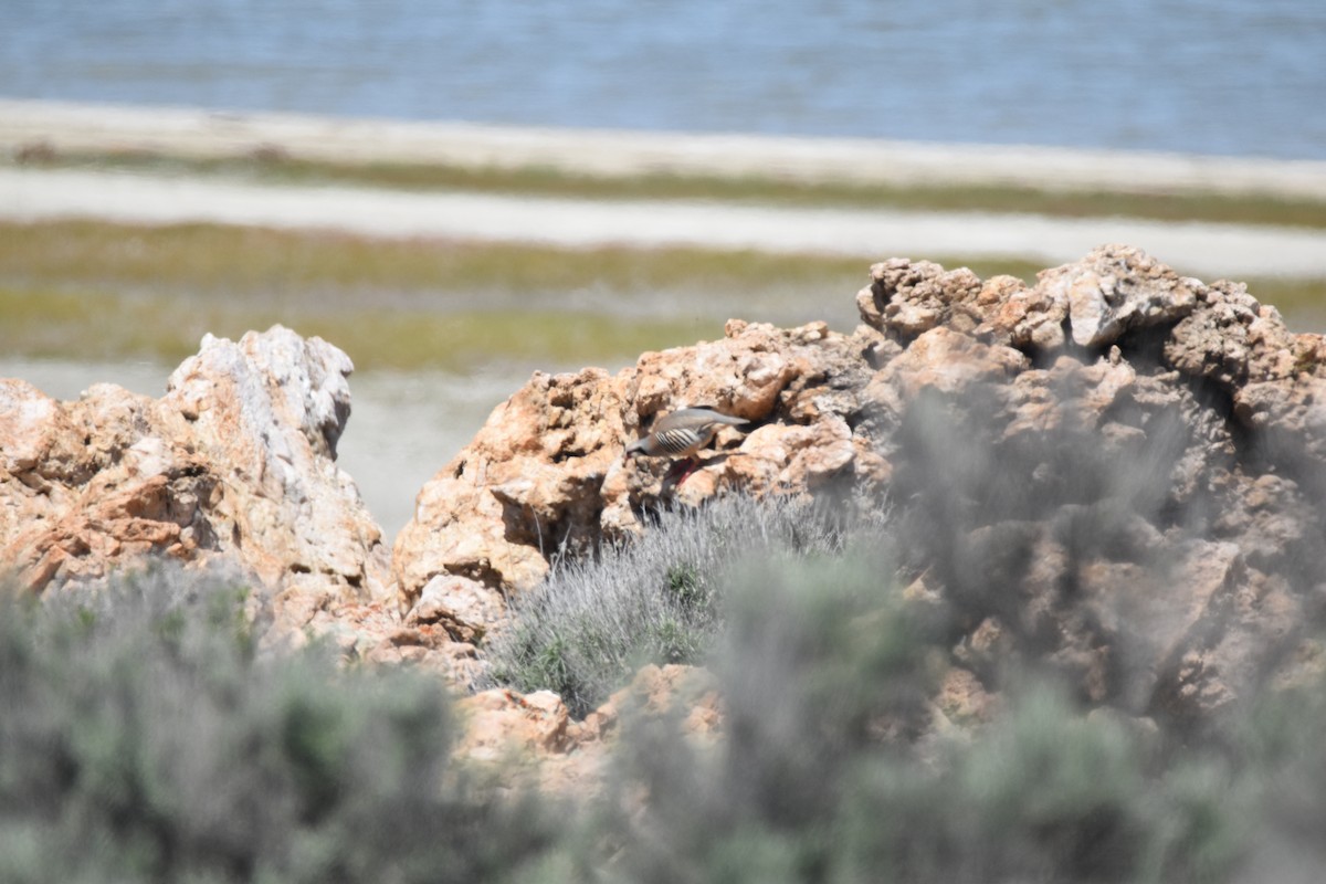 Chukar - Patrick McAtee