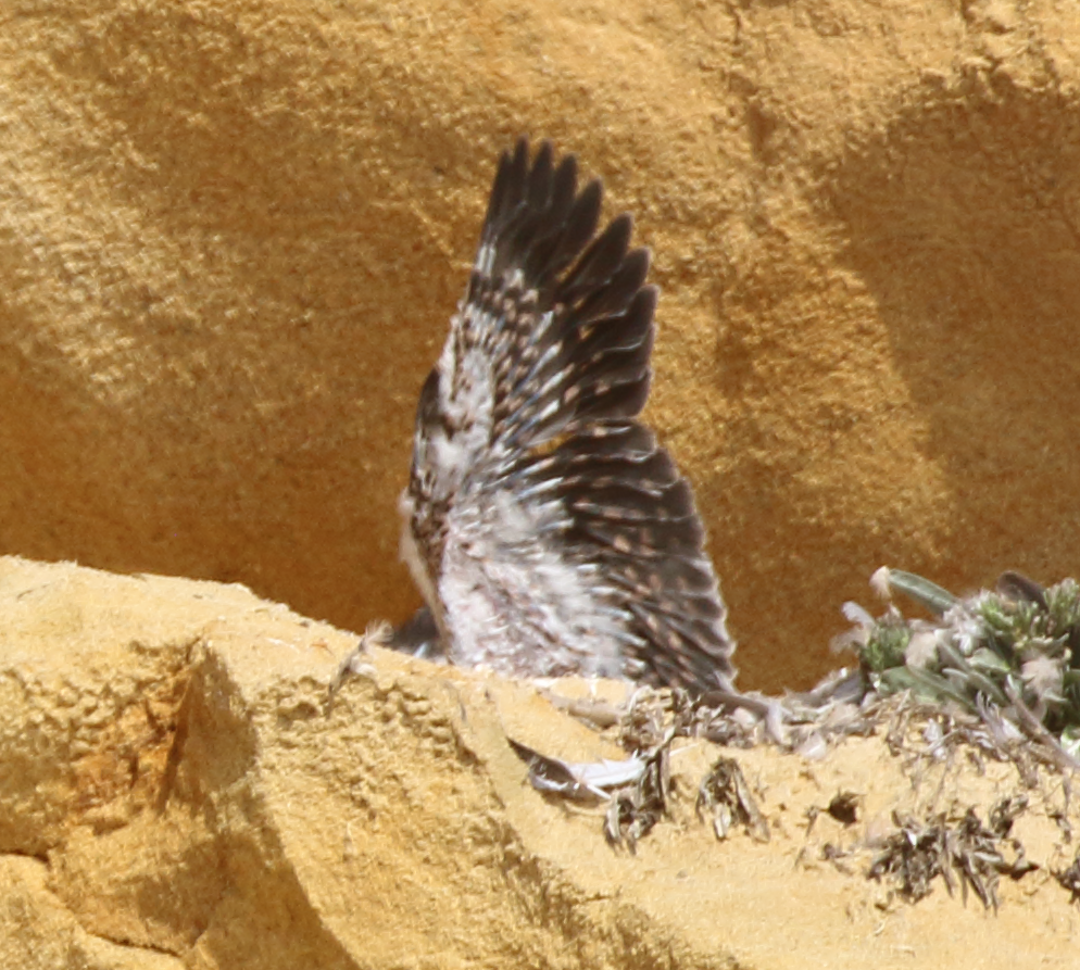 Peregrine Falcon - C. Jackson