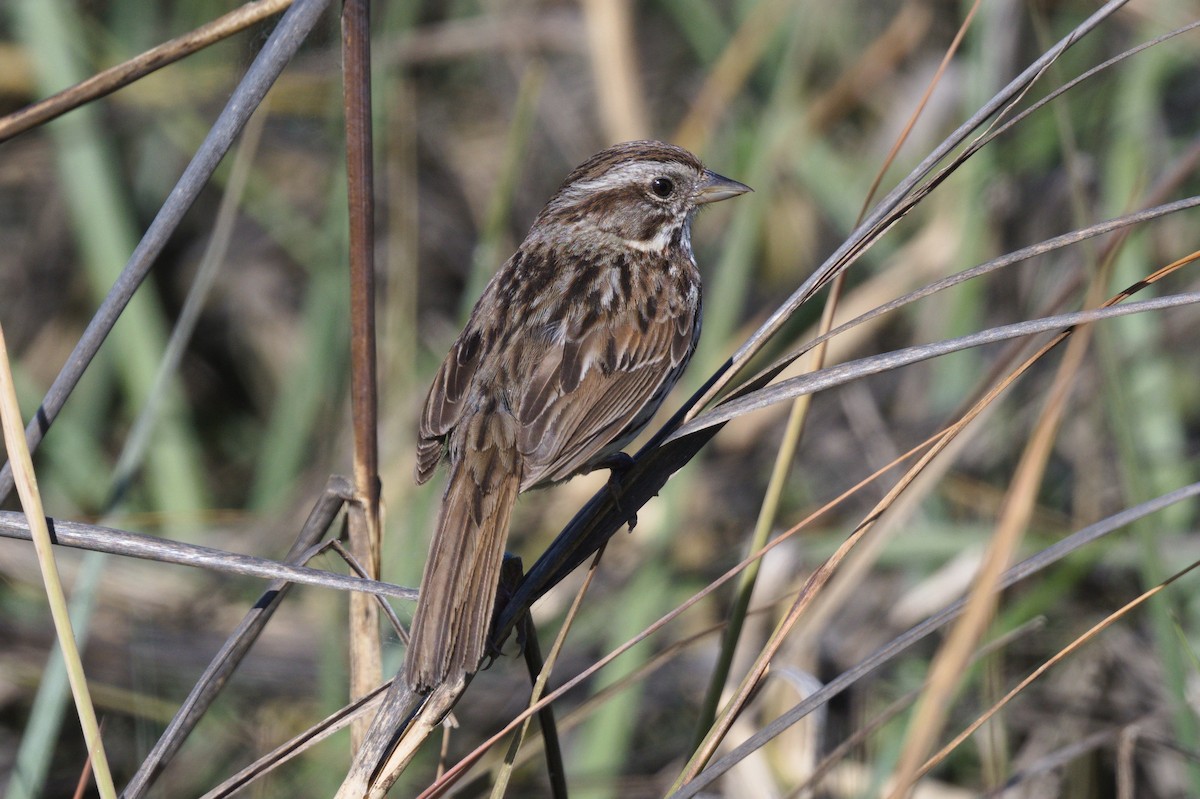 Song Sparrow - Nico Stuurman