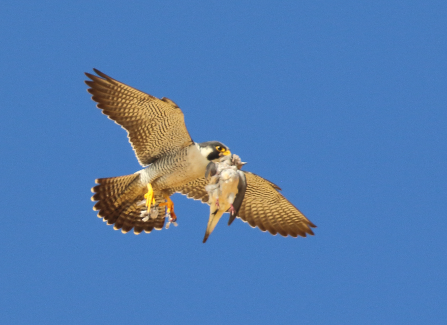 Peregrine Falcon - C. Jackson