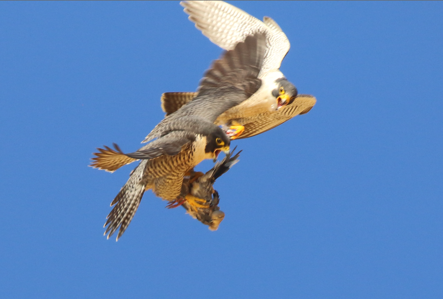 Peregrine Falcon - C. Jackson