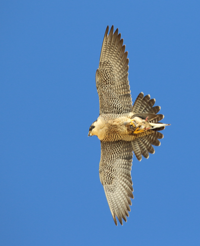 Peregrine Falcon - C. Jackson