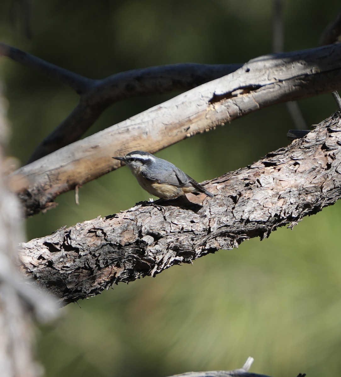 Red-breasted Nuthatch - John Rhoades