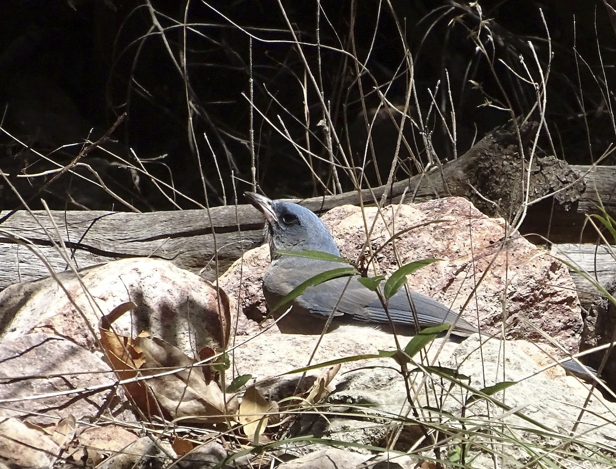 Mexican Jay (Arizona) - Nancy Overholtz