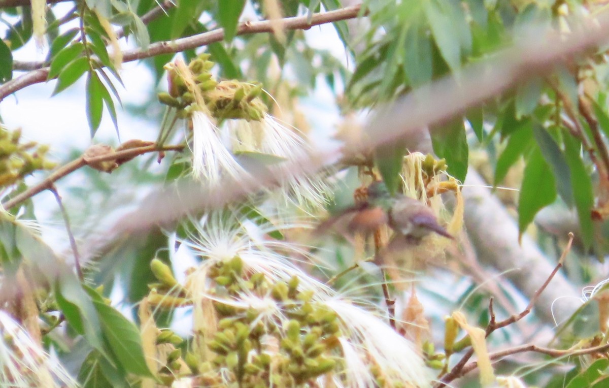 kolibřík středoamerický - ML618131841