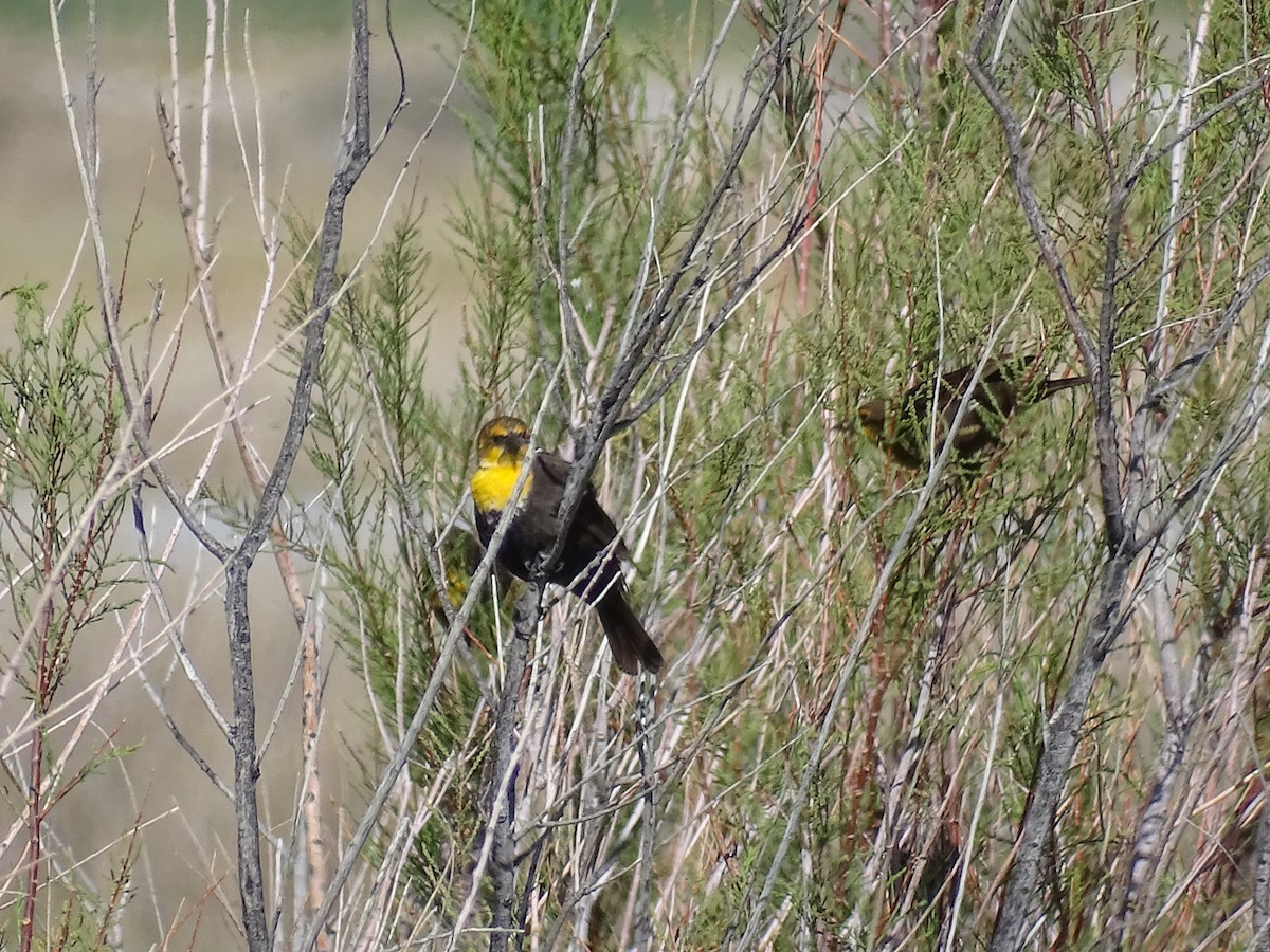 Yellow-headed Blackbird - ML618131860