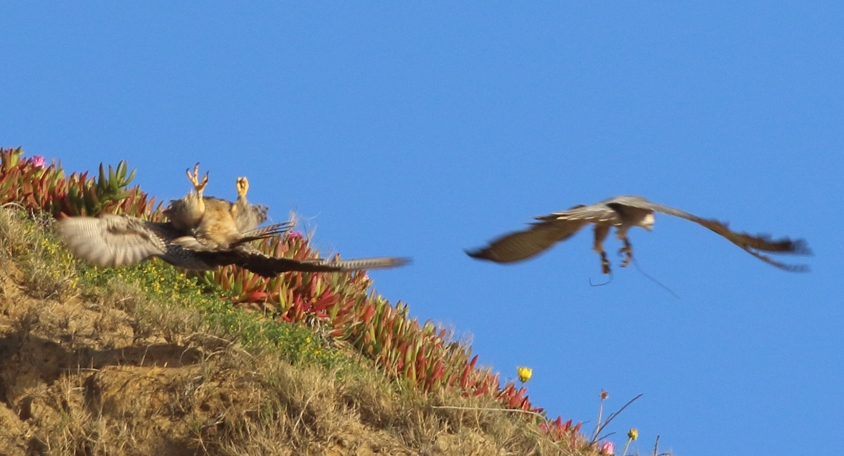 ub. falk (Falco sp.) - ML618131877