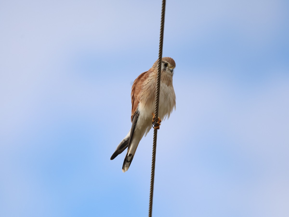 Nankeen Kestrel - Andrew McLennan