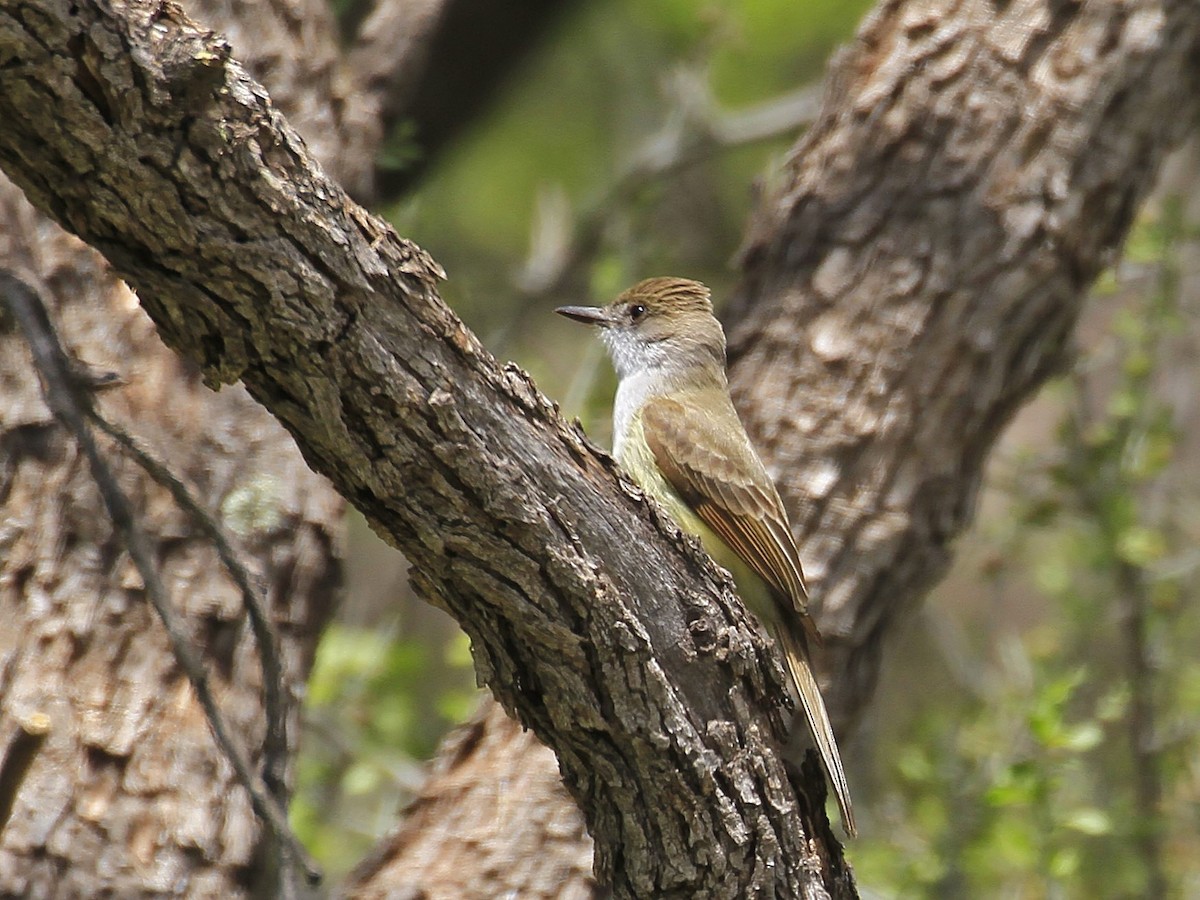 Dusky-capped Flycatcher - Carl Poldrack