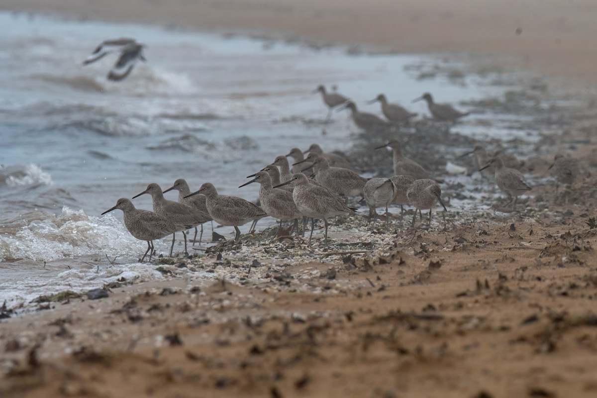 Willet - Joshua Kautz