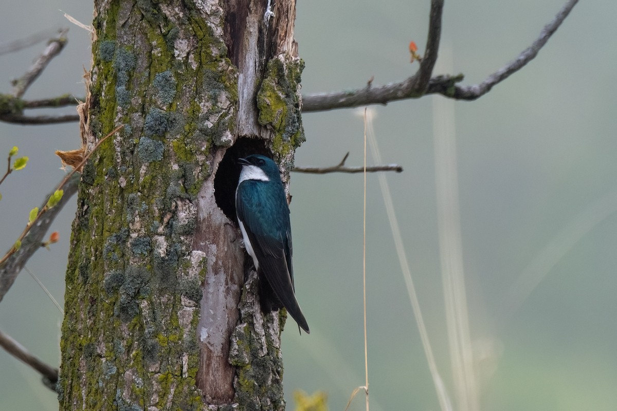 Tree Swallow - Joshua Kautz