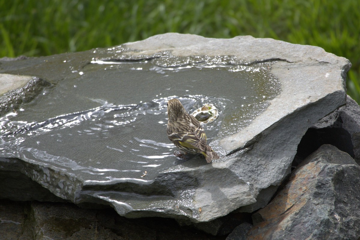 Pine Siskin - Carl Hughes