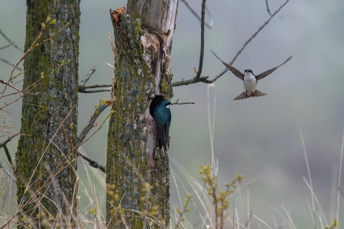 Tree Swallow - Joshua Kautz