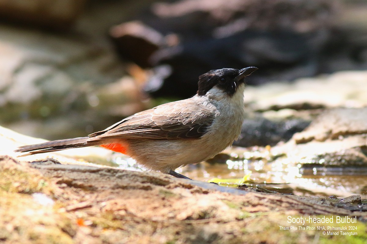 Sooty-headed Bulbul - Manod Taengtum