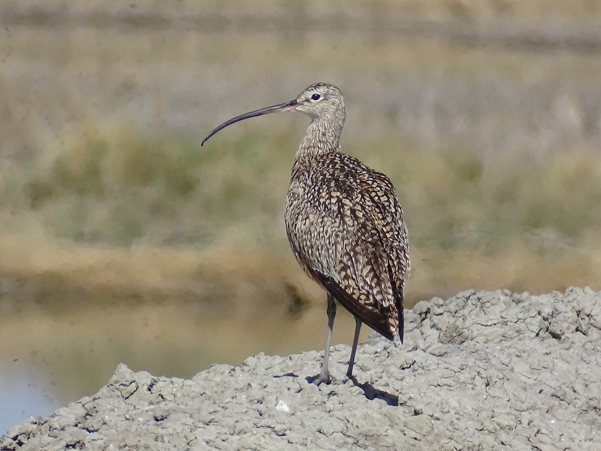 Long-billed Curlew - ML618131927