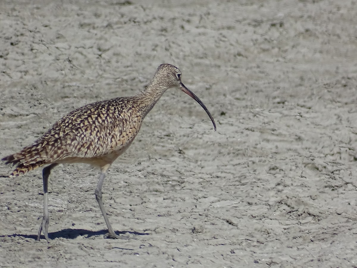 Long-billed Curlew - ML618131933