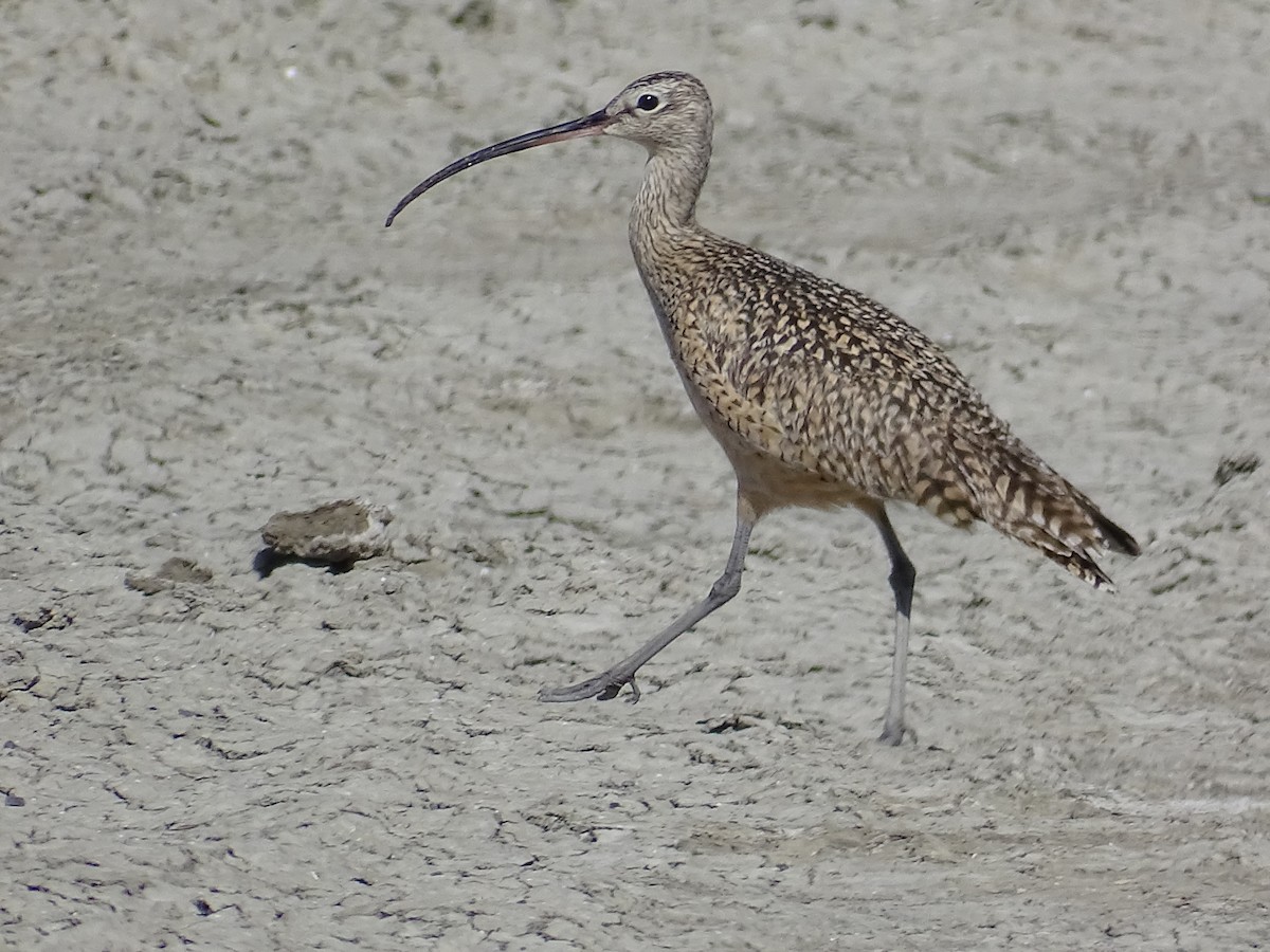 Long-billed Curlew - ML618131938