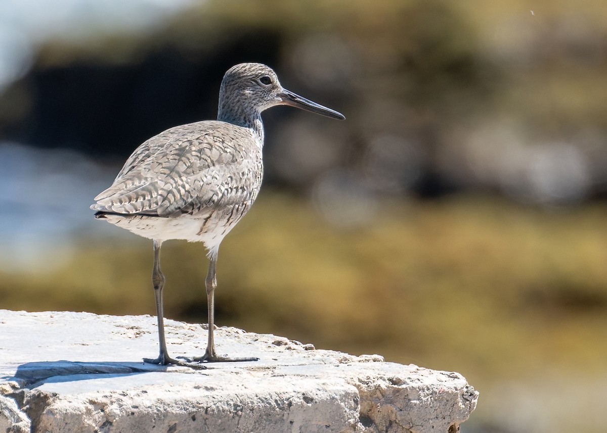 Willet - James Hoagland