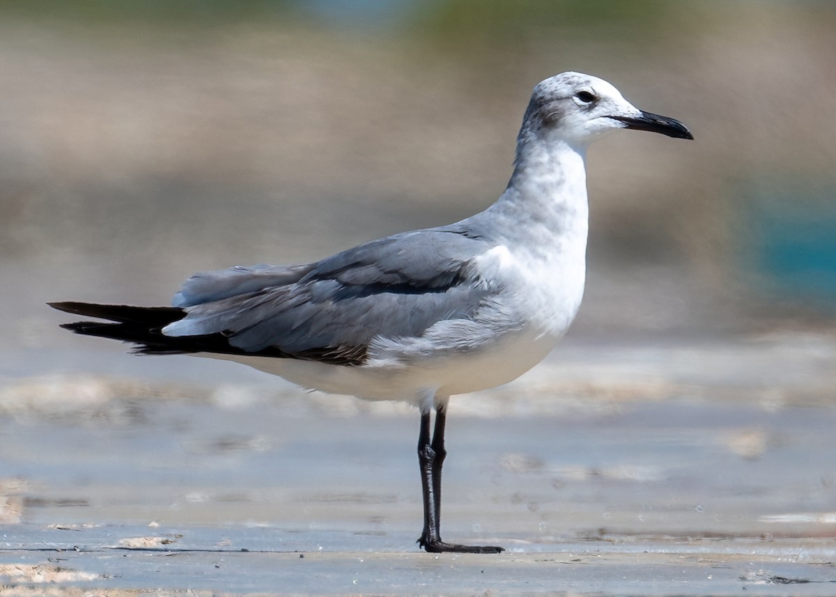 Laughing Gull - ML618131962