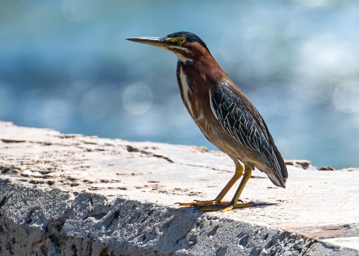 Green Heron - ML618131971