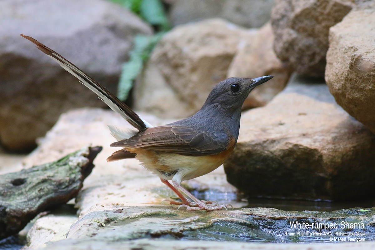 White-rumped Shama (White-rumped) - Manod Taengtum