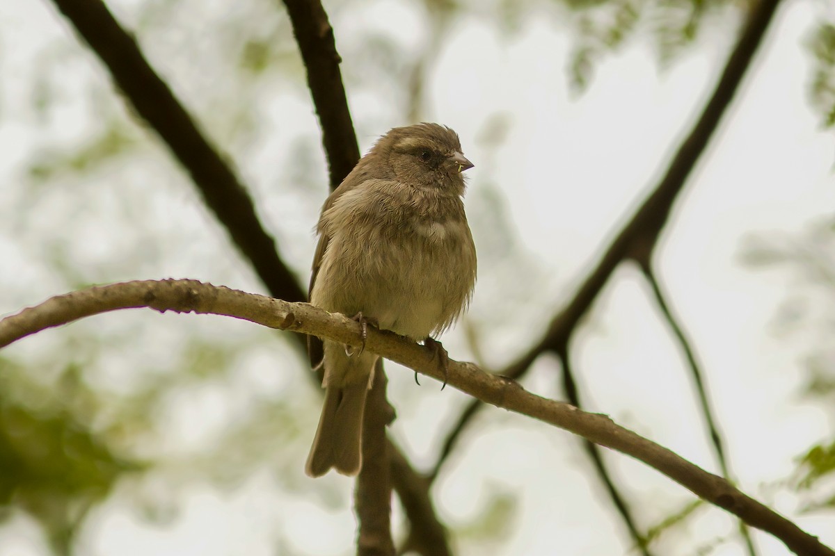 Brown-rumped Seedeater - Morten Lisse