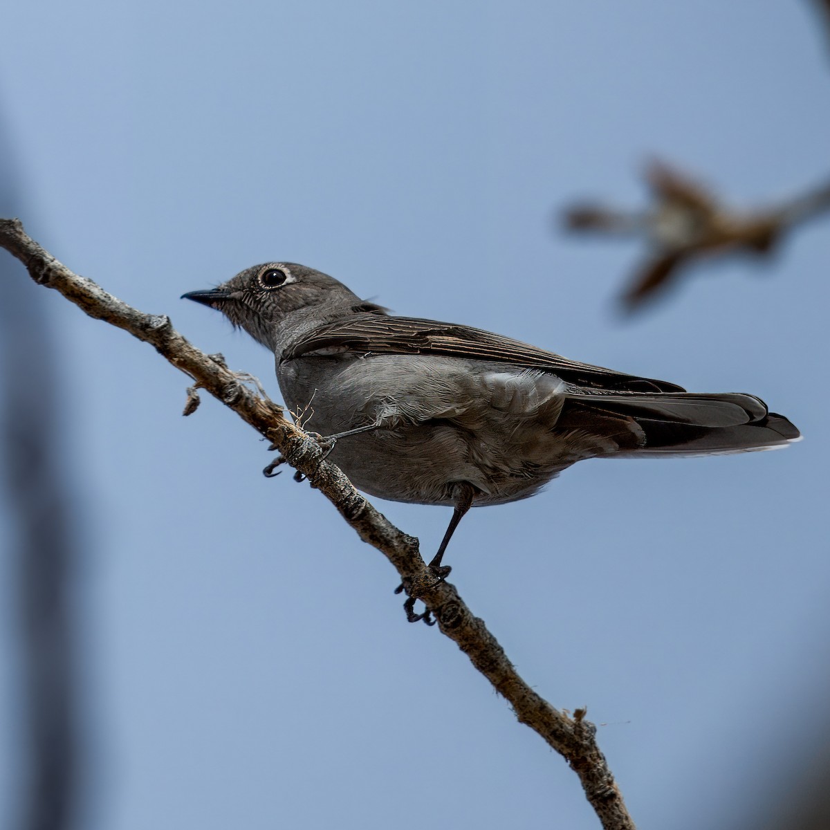 Townsend's Solitaire - ML618132006