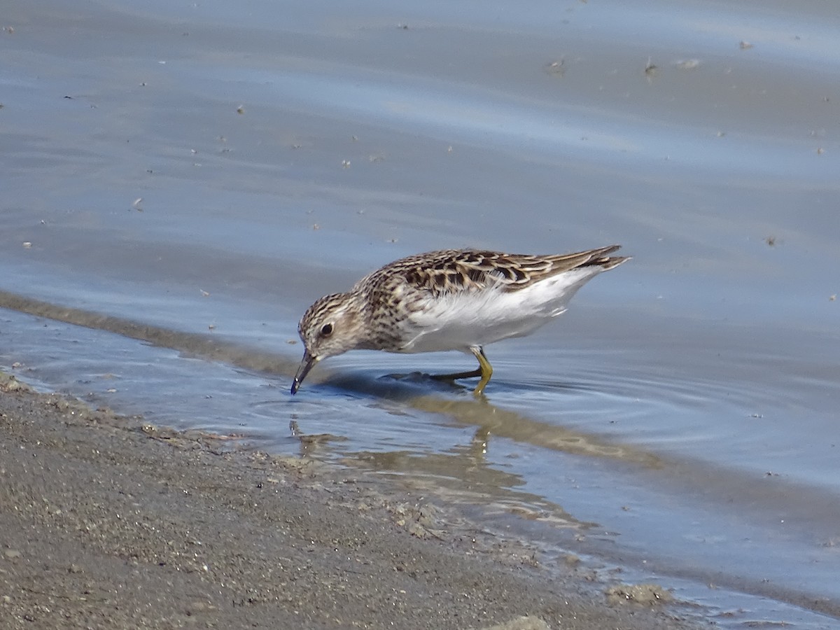 Least Sandpiper - ML618132007