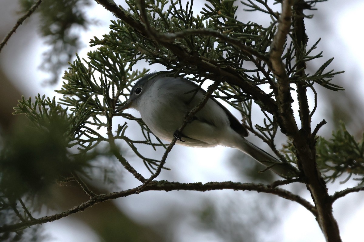 Blue-gray Gnatcatcher - Peter Veighey