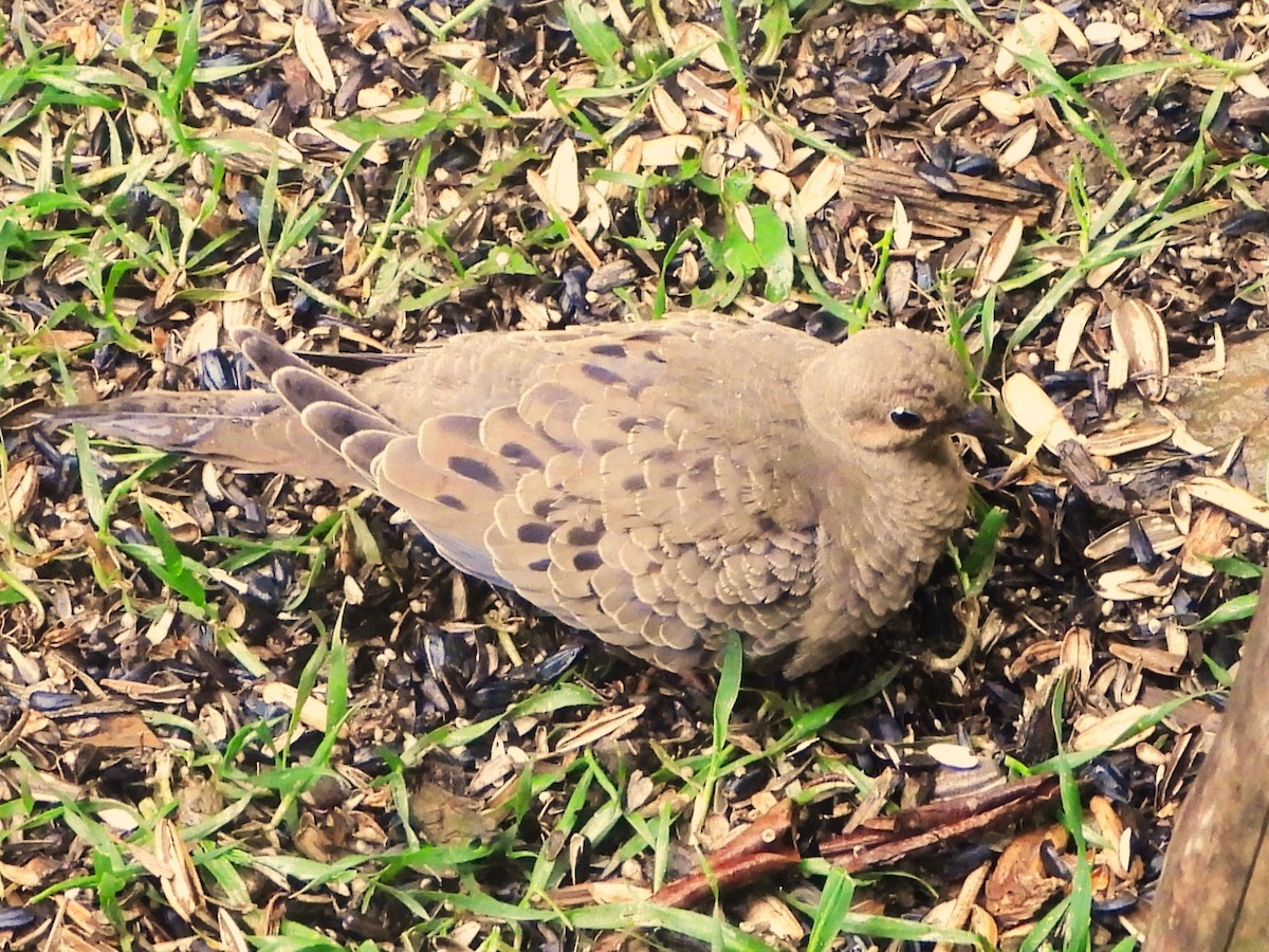 Mourning Dove - Kimberly Berry