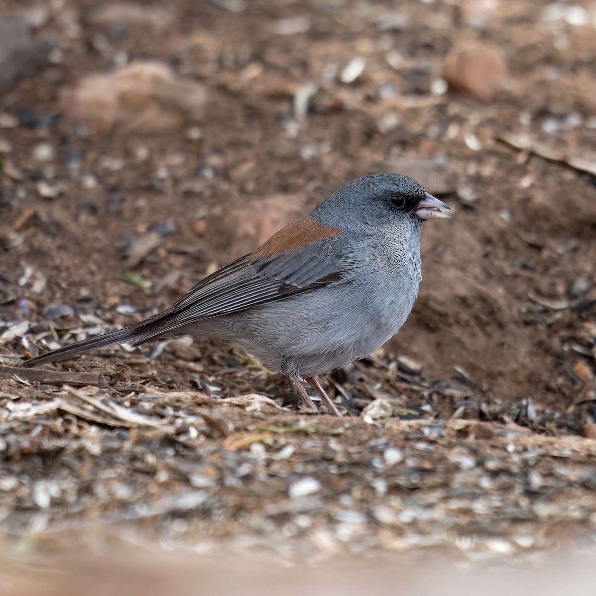 Dark-eyed Junco (Gray-headed) - Oliver Saunders Wilder