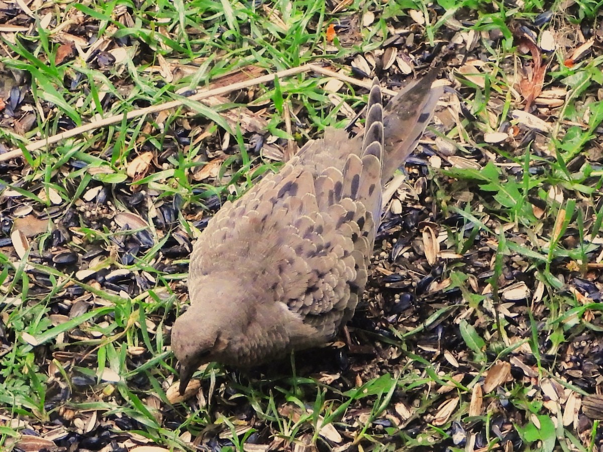 Mourning Dove - Kimberly Berry