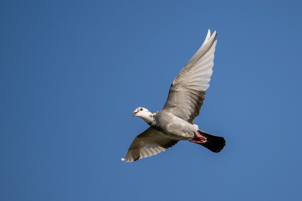 Rock Pigeon (Feral Pigeon) - ML618132038