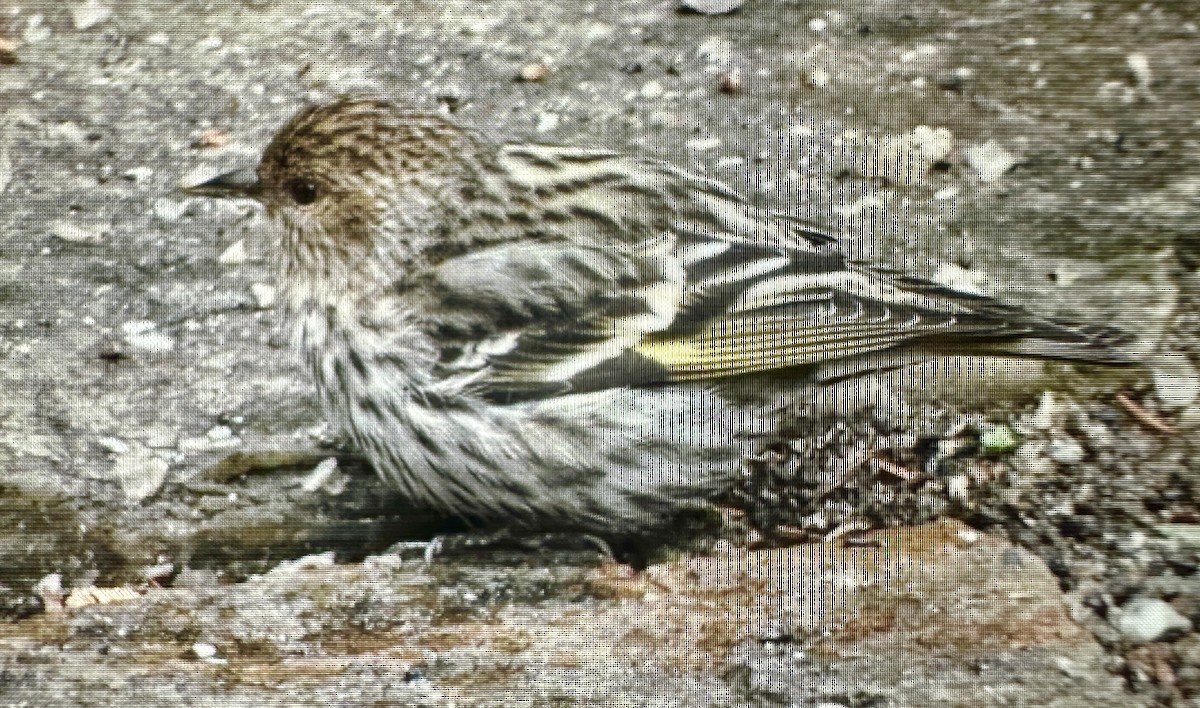 Pine Siskin - Darchelle Worley