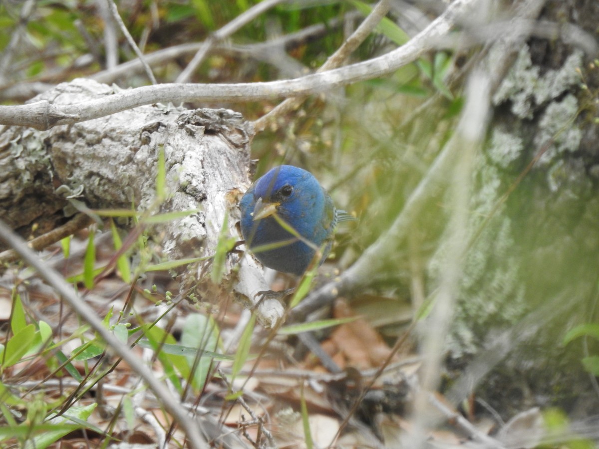 Indigo Bunting - Sheila Klink