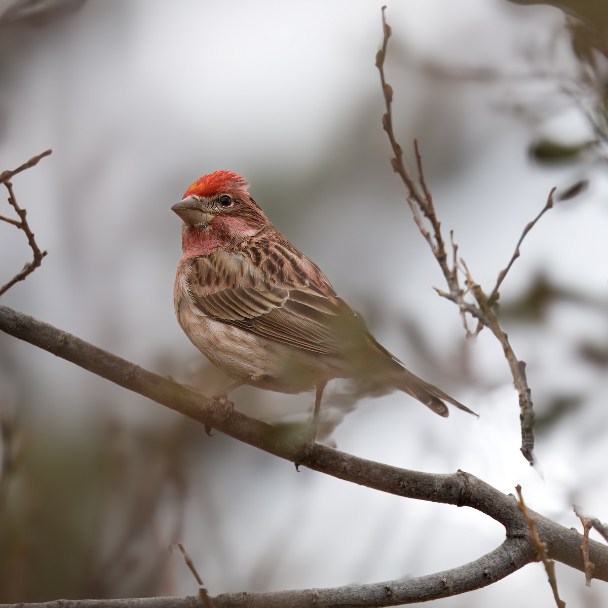 Cassin's Finch - Oliver Saunders Wilder