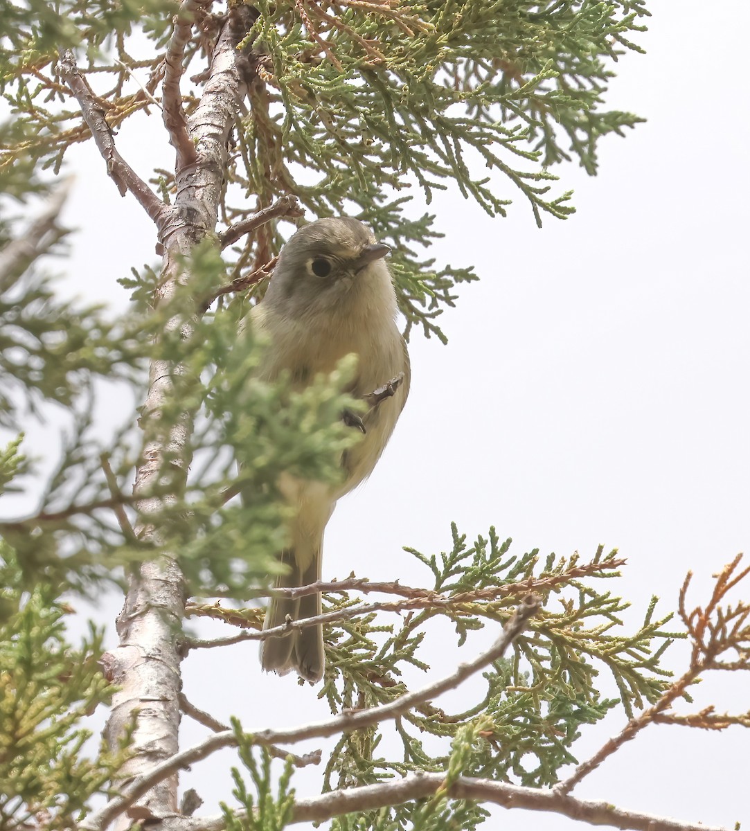 Hutton's Vireo - Jill Casperson