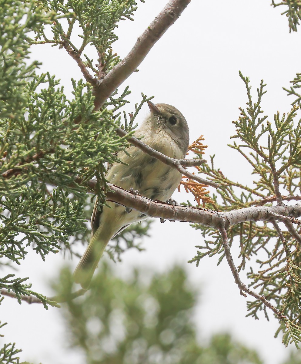 Hutton's Vireo - Jill Casperson