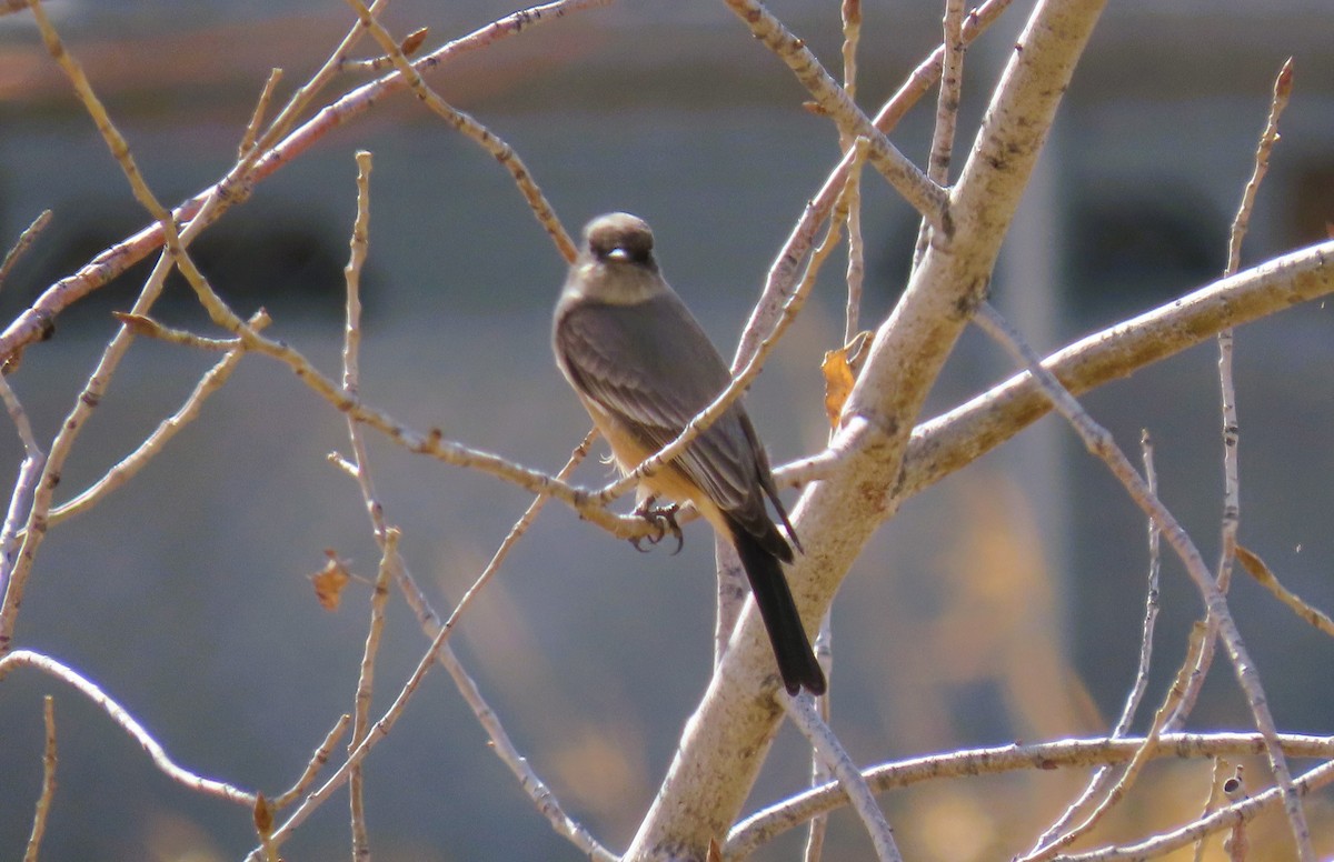 Say's Phoebe - Alfred Scott