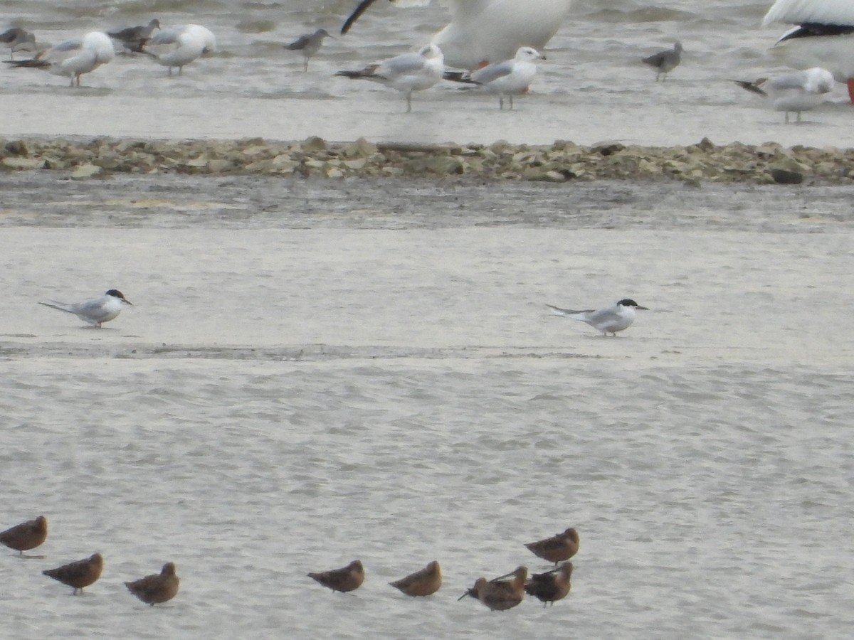 Forster's Tern - Samuel Belley